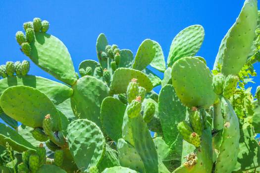 Nopal: Egenskaber og fordele ved planten