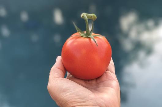 Blå november: lycopenrige fødevarer at inkludere i din kost