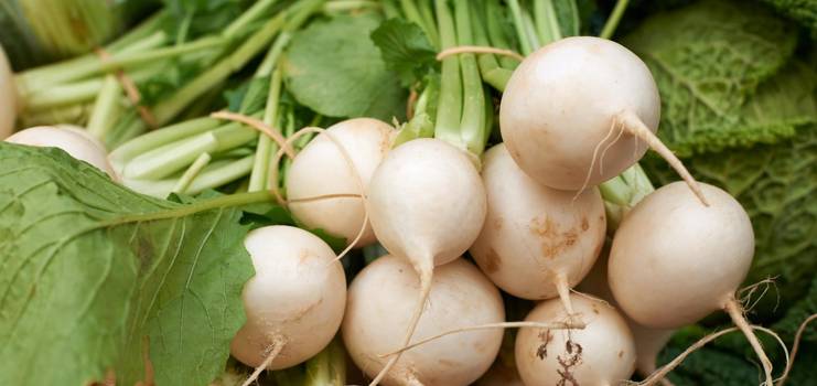 Turnip: Fordele ved den hvide turnip og hvordan man spiser